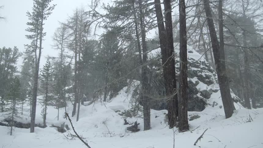 Snow falls around trees in a forest