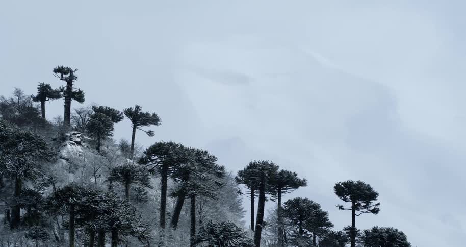 Aerial of a forest with a great mountain beyond