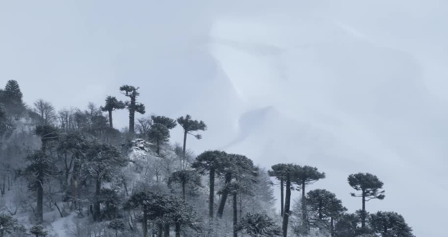 Aerial of a mountain covered with ice and trees