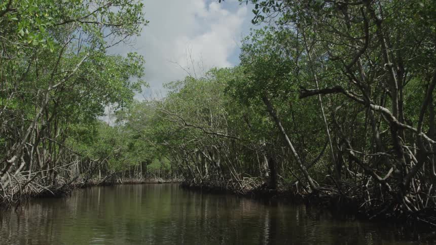 Slowly traveling down a narrow creek surrounded by trees