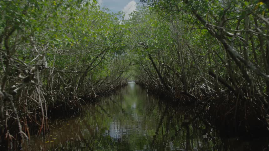 A small stream of water in the middle of dense trees