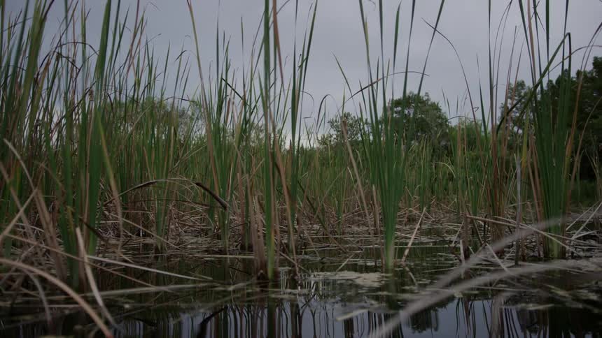 A swamp has many stalks growing out of the water