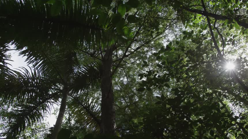Sunlight filtering through trees