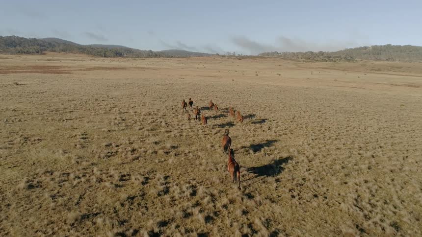 The herd of horses race together on the grass