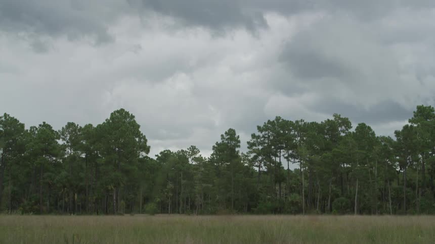 Trees under a cloudy sky