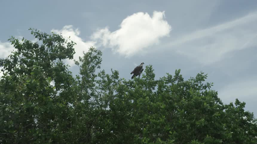 A bald eagle perched in a treetop on a partly cloudy day