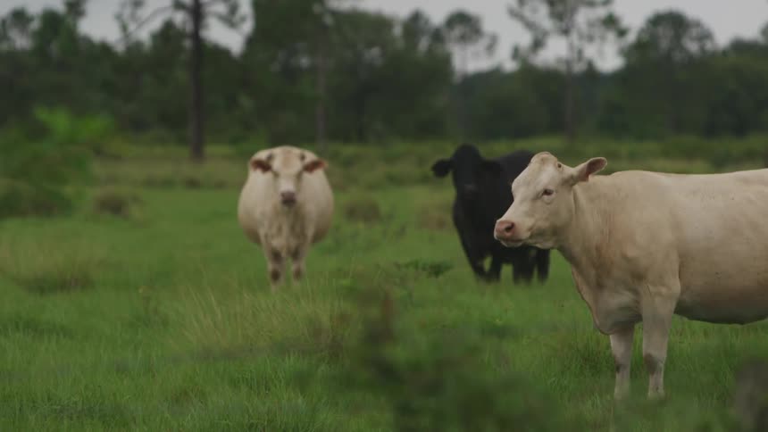 Some cows chew grass in a field