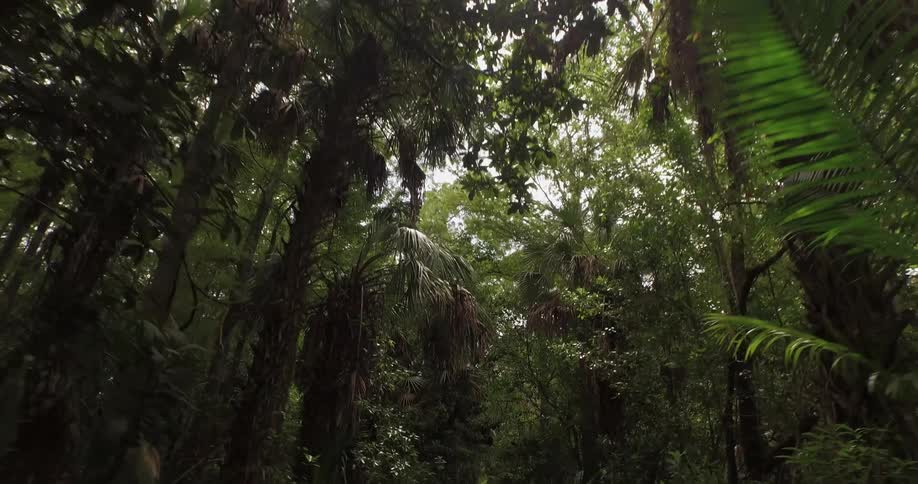 Slowly traveling through a dense forest on a cloudy day