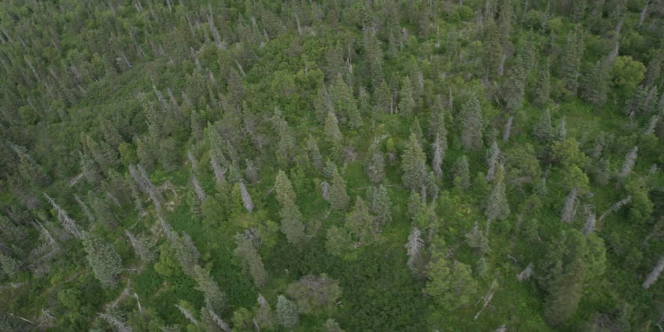 A forest during the day