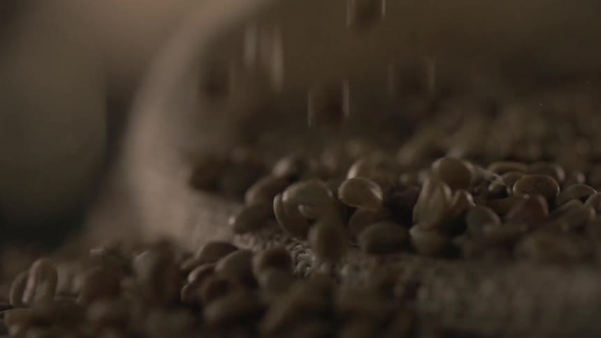 Coffee beans fall into a burlap sack