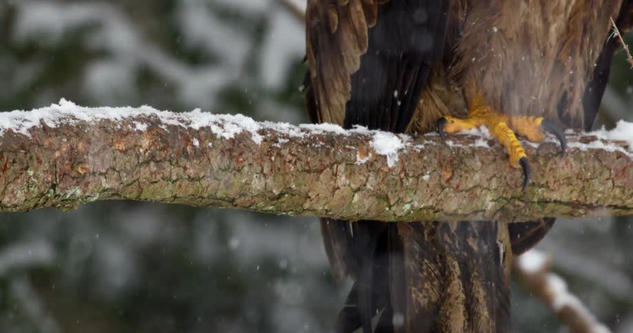 Golden eagle talons perched on a branch in snow
