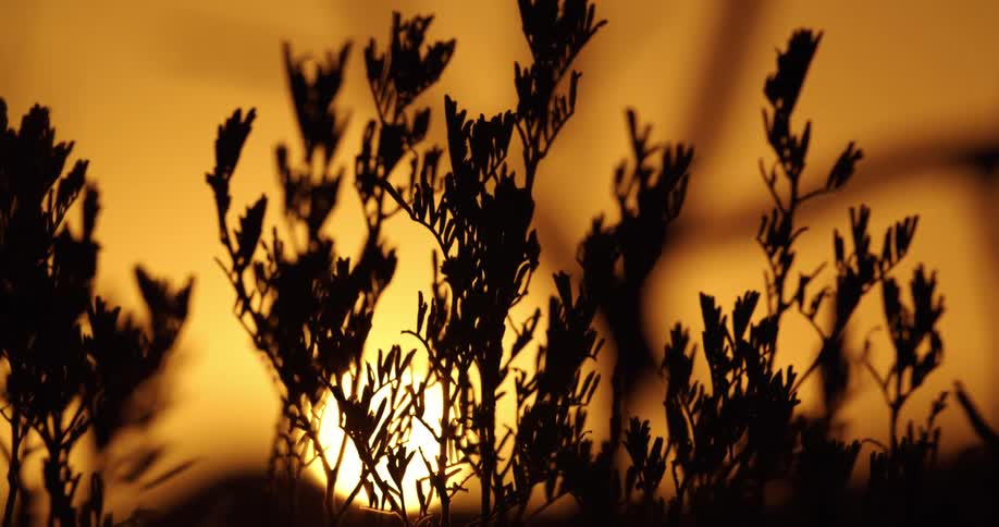 The sun behind a plant