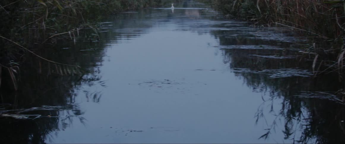 A bird on a river