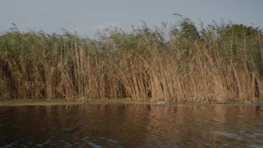 Reeds growing in a marsh