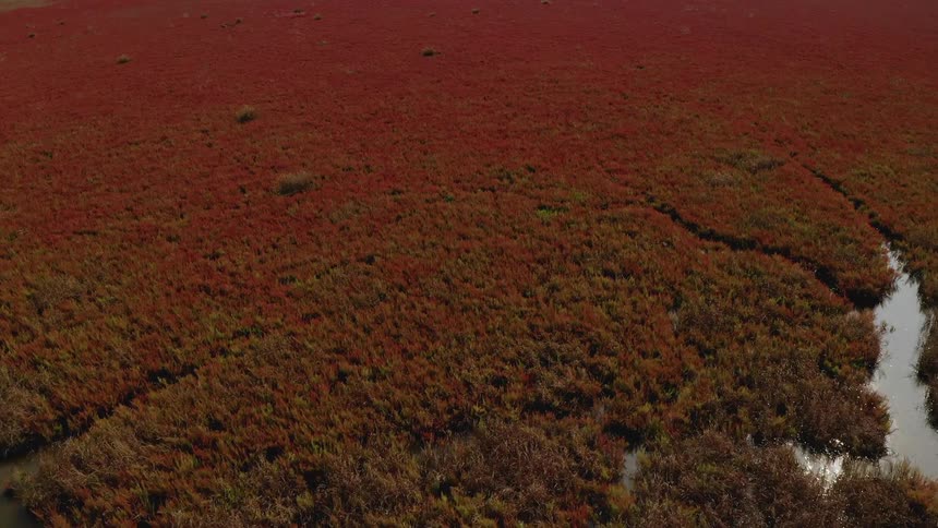 A wetland with green and red plants