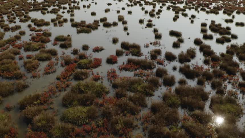 Plants growing in a swamp