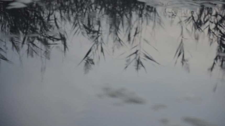 The reflection of plants in the water