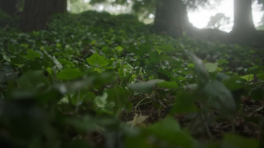 Ground cover slopes up toward trees with large tree trunks