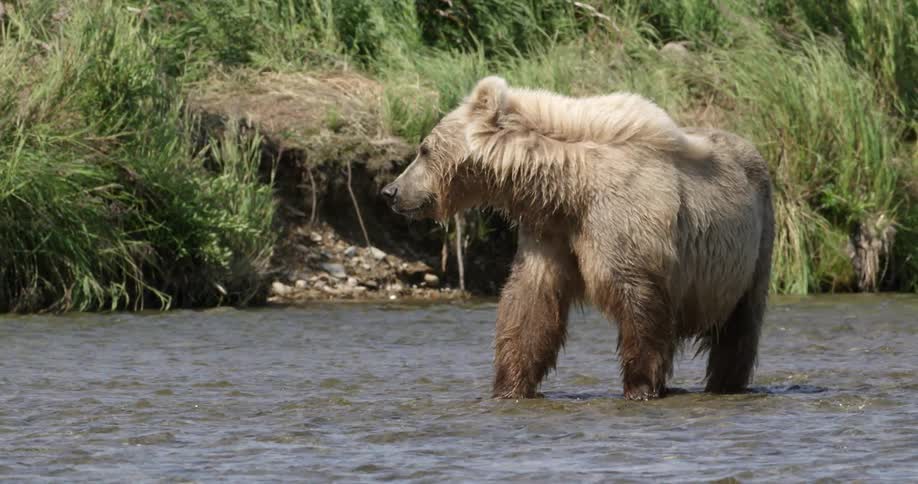Bear standing in a river