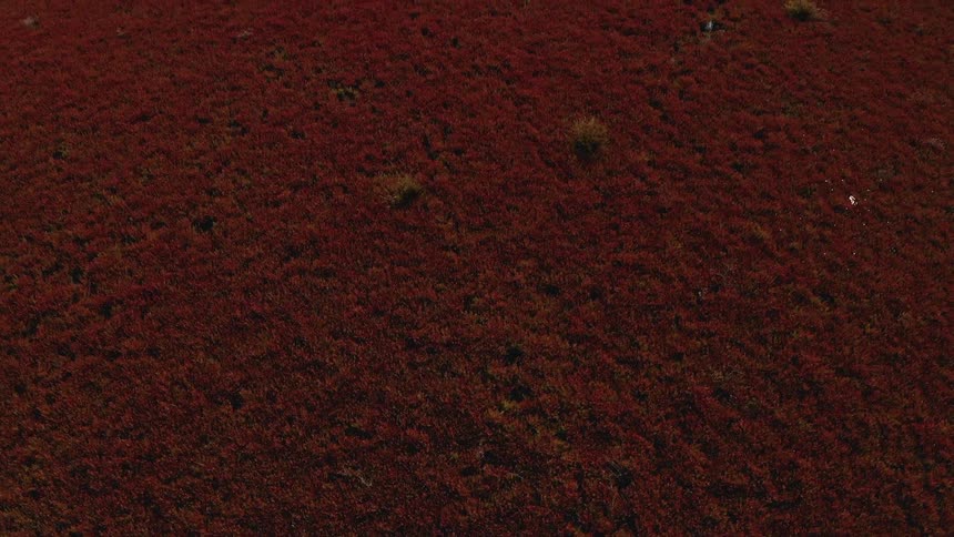A large swamp covered in red tinged trees