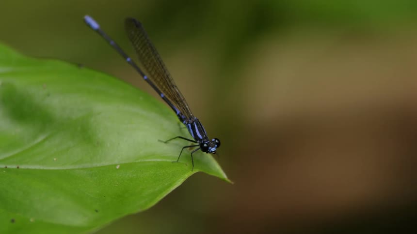 Blue dragonfly sits on leaf chewing