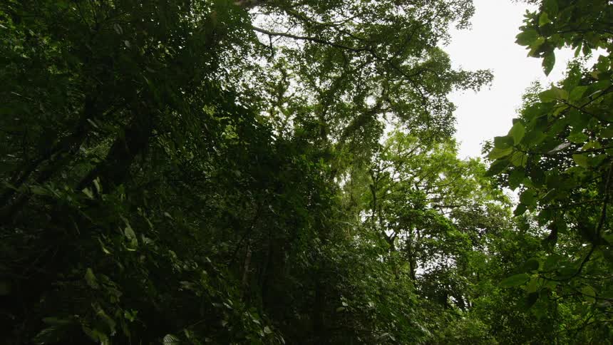 Trees in a forest grow up into the sky