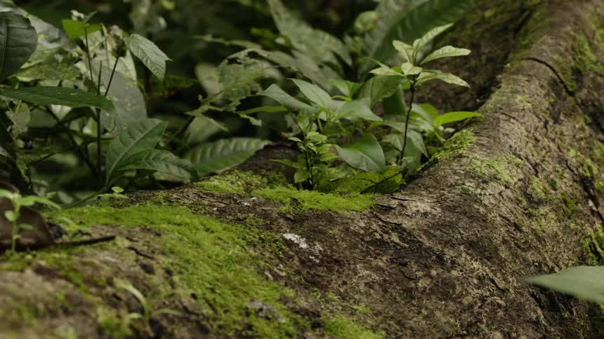 Plants and moss grow on and around a decaying log