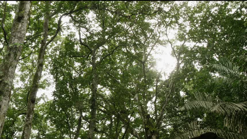 The sun behind a forest