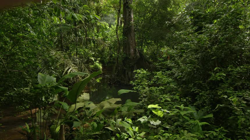 A forest with a river running through it