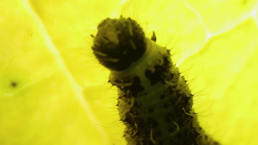 Extreme close up of a green caterpillar resting on a yellow leaf