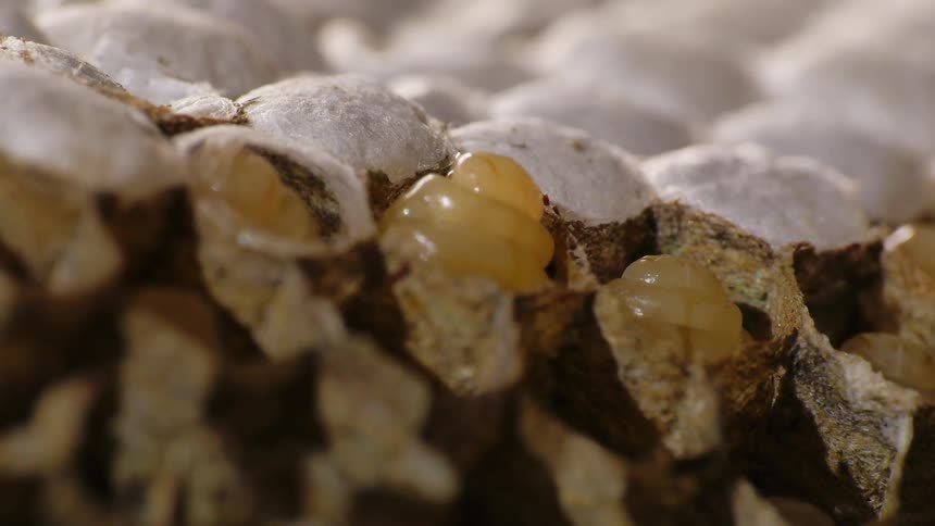 Close view of wasp larvae in wasp nest