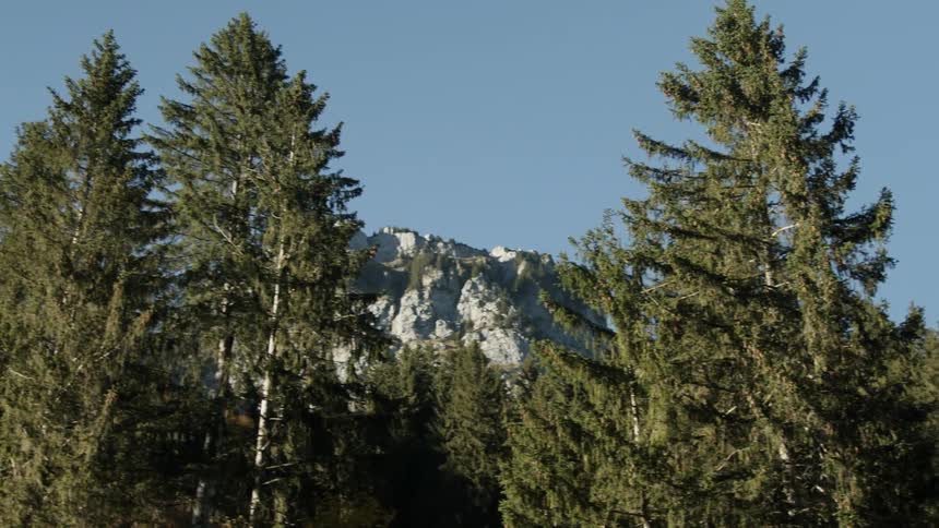 A mountain ridge looming behind a pine forest
