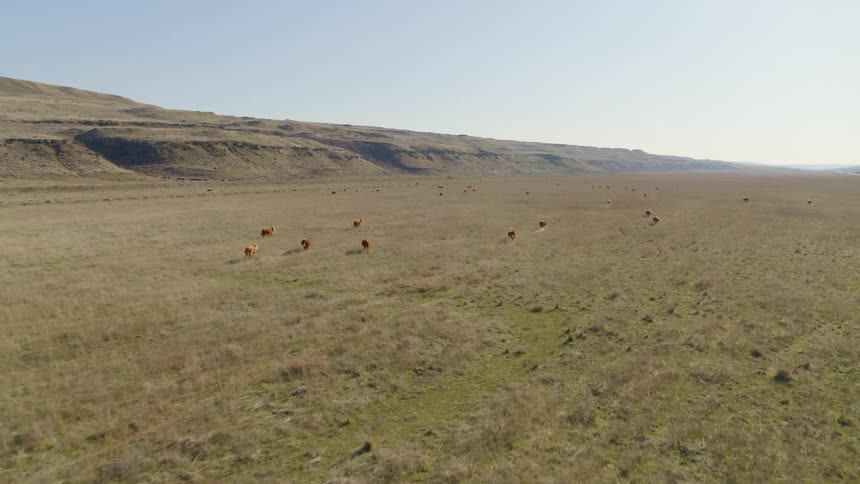 Cattle running along open pasture
