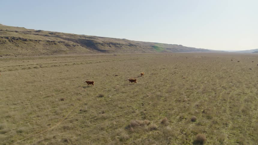 A small herd of cattle roaming out on the range