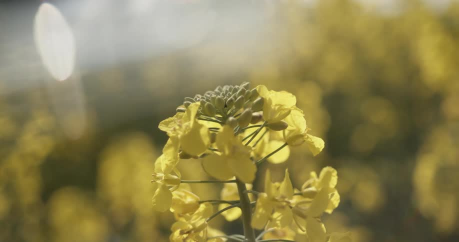 A yellow flower with other yellow flowers in the background