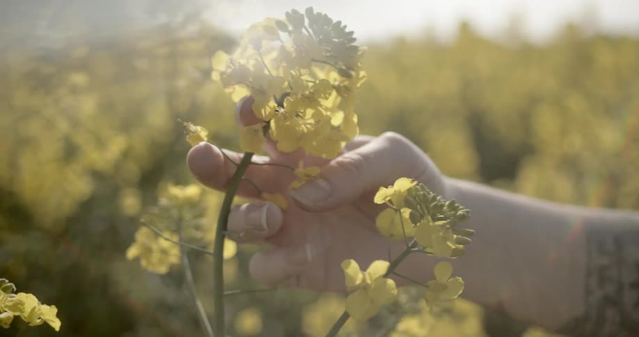A white person carefully strokes a yellow flower