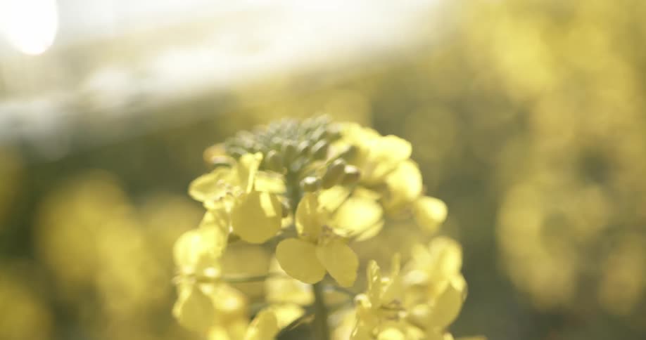 A yellow flower in a meadow blows in the wind on a sunny day