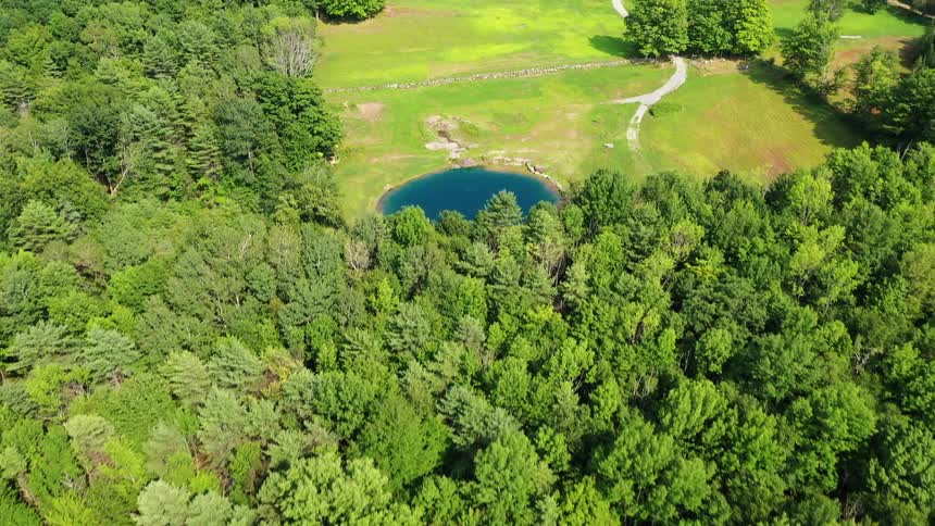 A pond outside a forest