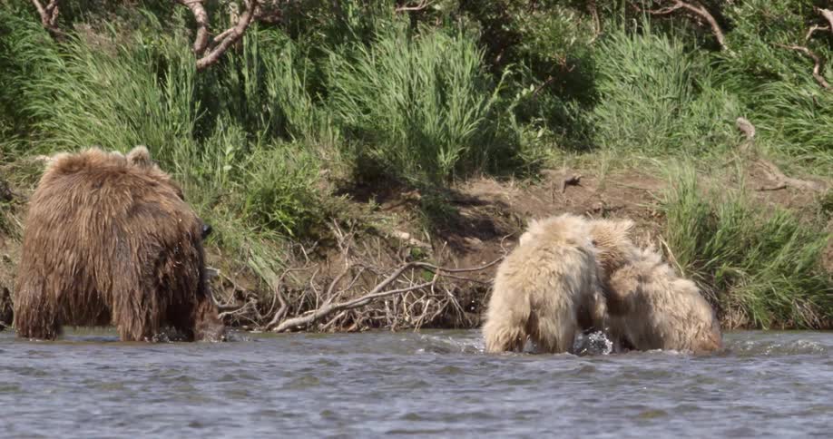 Bears are walking and fighting in a creek