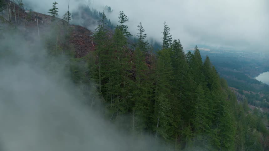 A forest on a mountainside gives way to a road and logs piled nearby