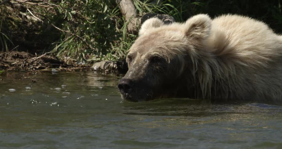 A bear walks in a river