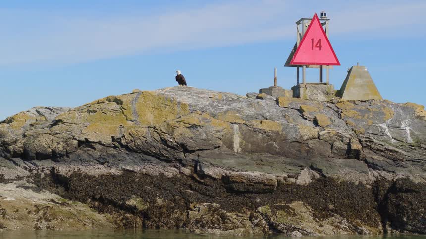 A bald eagle sitting on a rock flies off