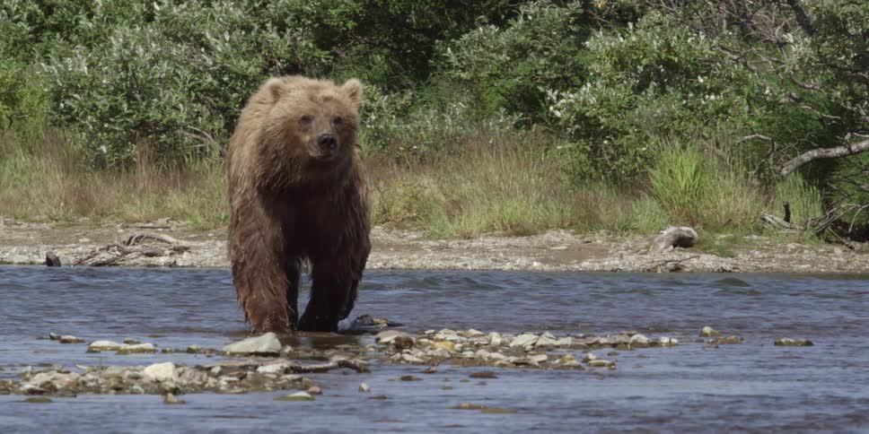 A large bear is walking across a creek as a bird walks nearby