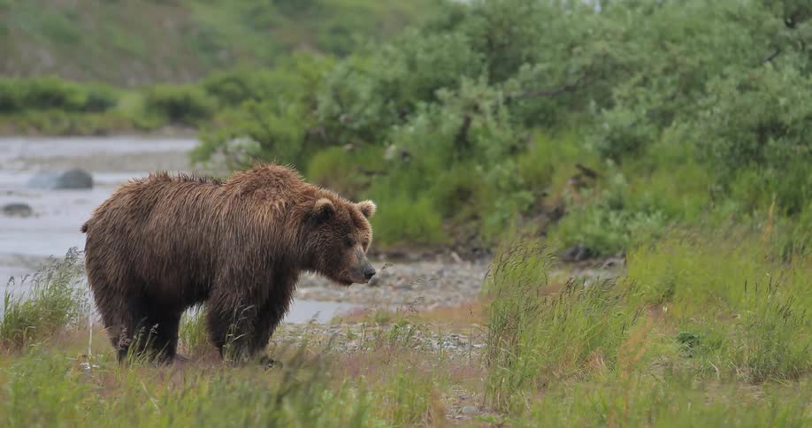 A large bear is standing near a stream on a windy day