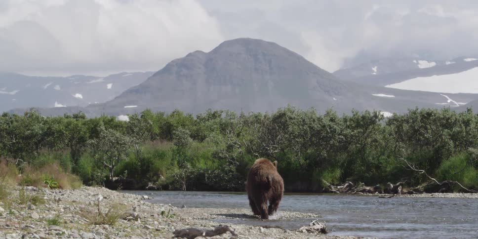 A bear walking along a shoreline in the mountains