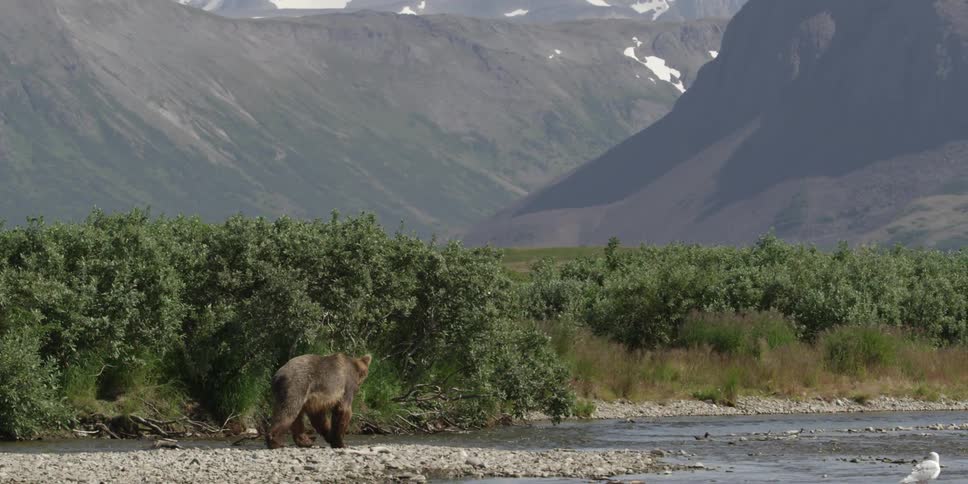 A bear walks across the rocky bank into the water