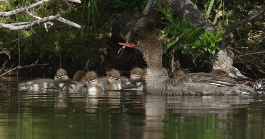 A duck with a brood of chicks sitting in a shady area of a body of water
