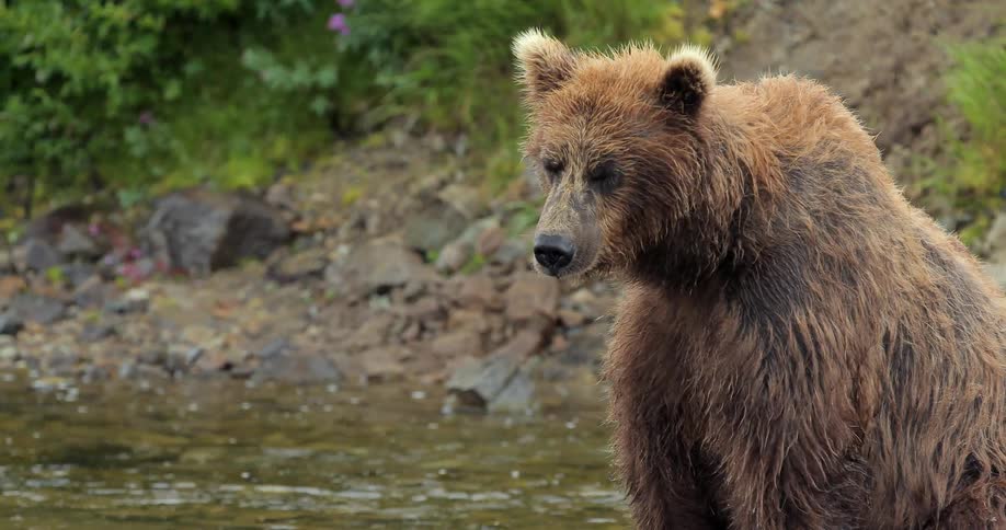 A large bear is sitting in a creek on a windy day
