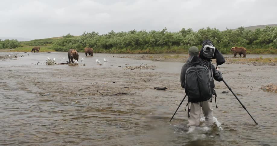 A man carrying a camera and tripod approaches bears in a river