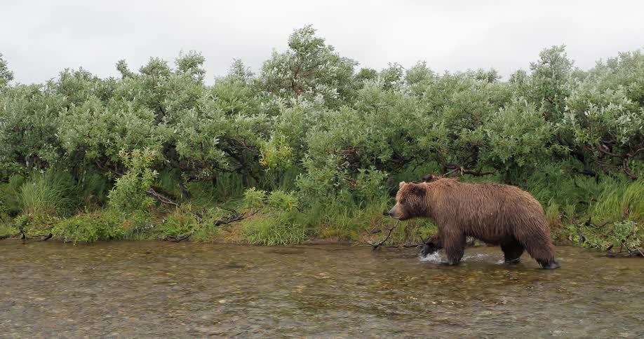 A large bear is walking along a stream on a cloudy day